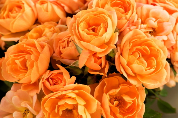 الورود البرتقالية