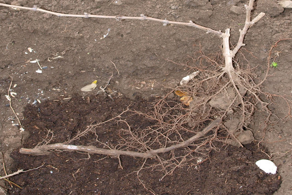 засаждане на грозде със затворена коренова система