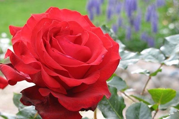 foto di rose rosse