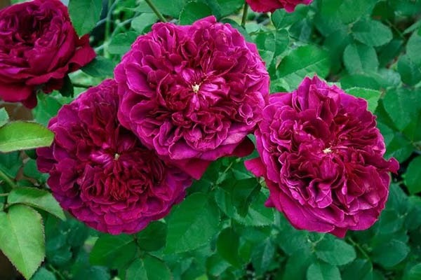 photos de roses rouges