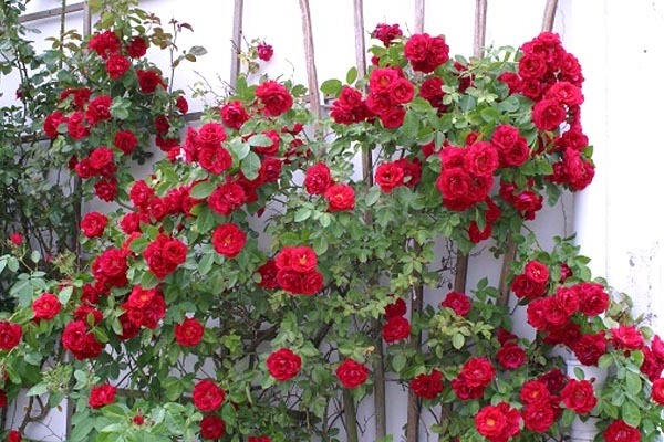 photos de roses rouges