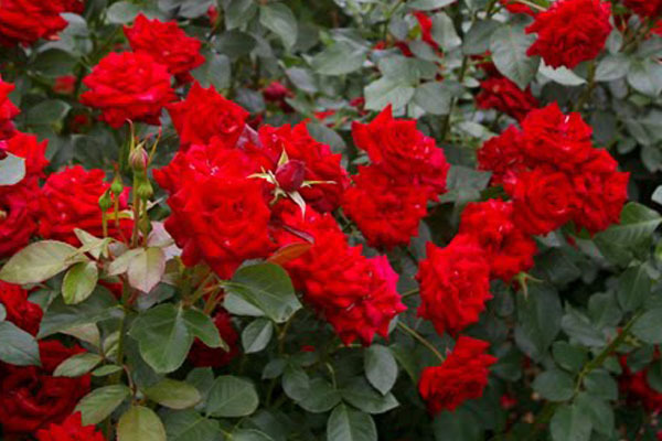 photos de roses rouges