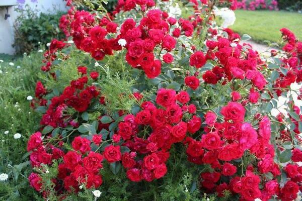 foto di rose rosse