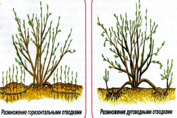 gooseberry kazachok pelbagai ulasan gambar ulasan