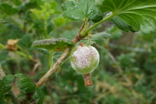 Cossack pelbagai gooseberry