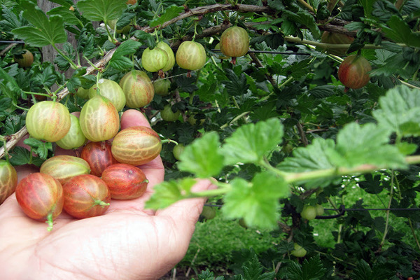 Gooseberry Xenia