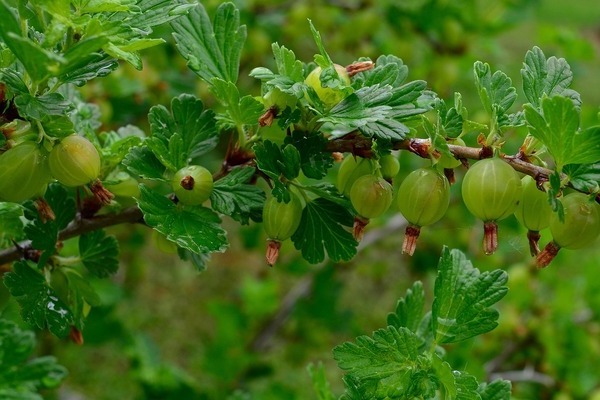 foto penerangan pelbagai jenis gooseberry pushkin