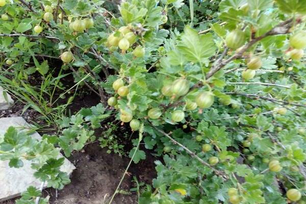 цариградско грозде сорт Уралски изумруд