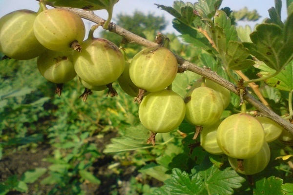 описание на сорта цариградско грозде уралски смарагд
