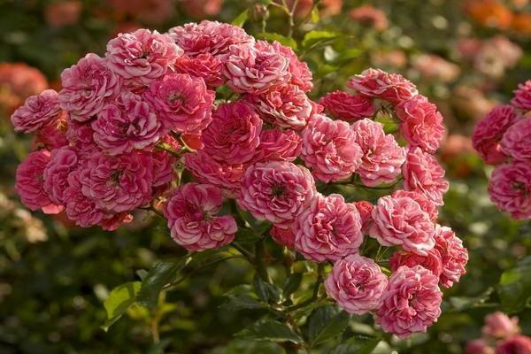 Types of roses shrub roses