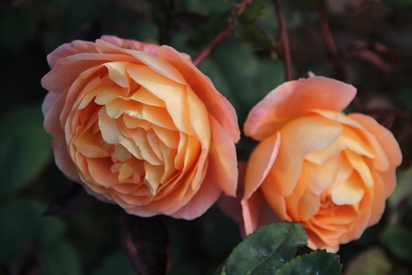 Портокалови рози