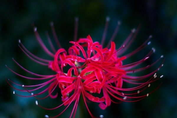 Spider lily