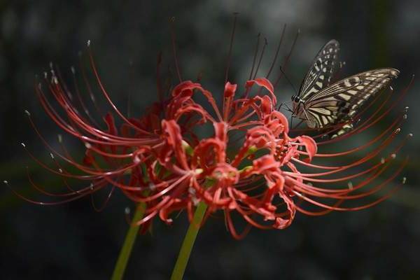 Spider lily