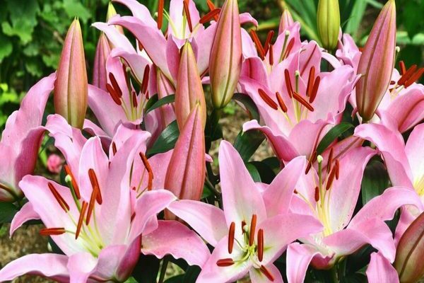 Lilies and daylilies