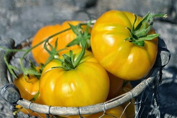 Descrizione: varietà di pomodoro a maturazione precoce. TOP-10 varietà