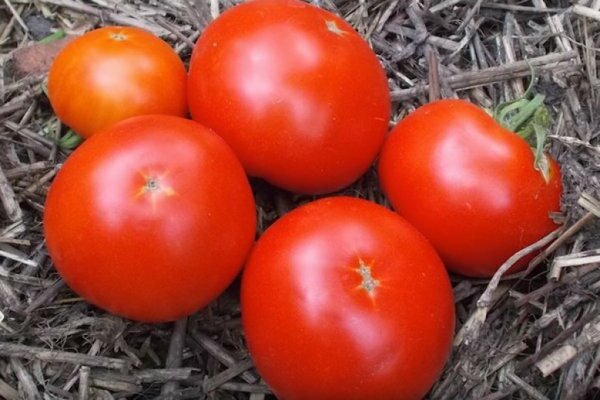 Penerangan: varieti tomato masak awal. Varieti TOP-10