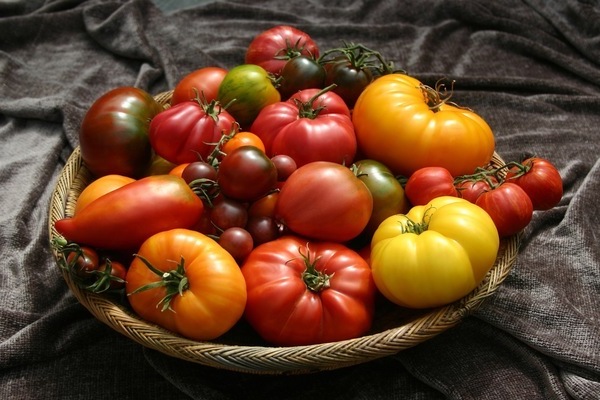 Varieti tomato terbaik: kriteria untuk memilih varieti tomato
