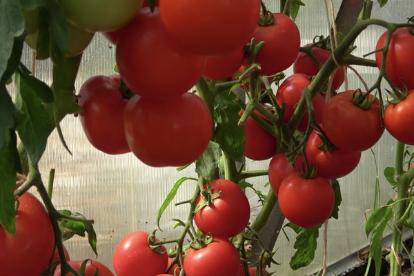 Description : variétés de tomates précoces. TOP 10 des variétés