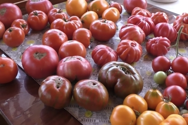 Description : variétés de tomates précoces. TOP 10 des variétés