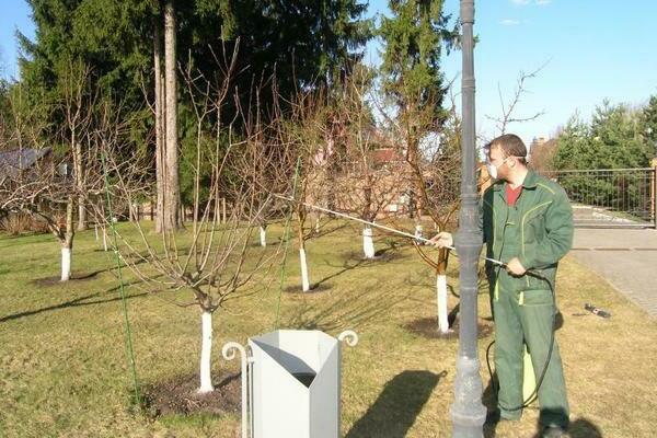 Solfato di rame: lavorazione degli alberi