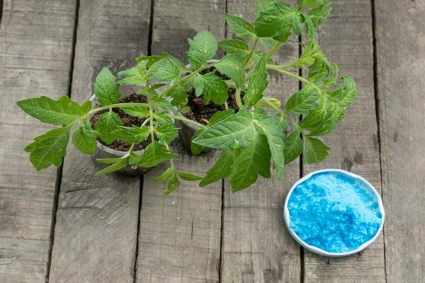 copper sulfate for tomatoes application