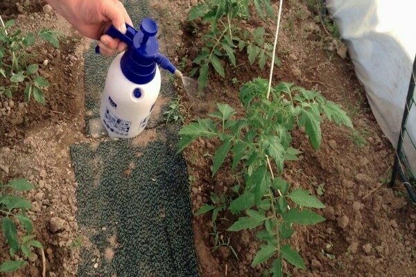поливане на домати с меден сулфат