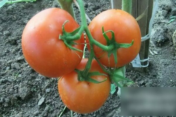 Penerangan tomato: Varieti Minusinsk, ciri-cirinya