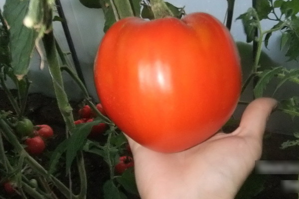 Penerangan tomato: Varieti Minusinsk, ciri-cirinya