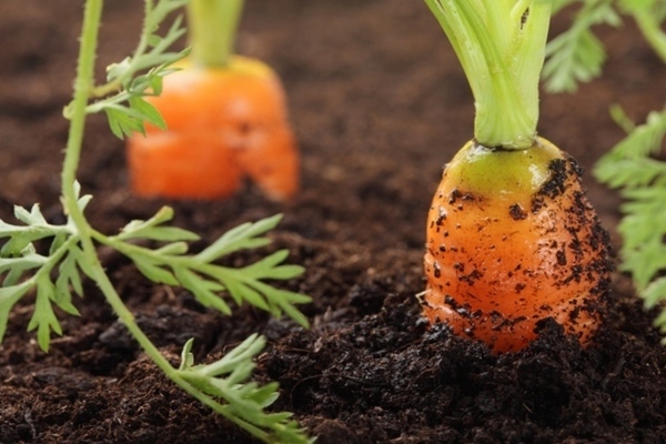 cara menanam wortel di luar rumah