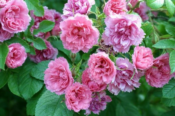 rose wrinkled varieties