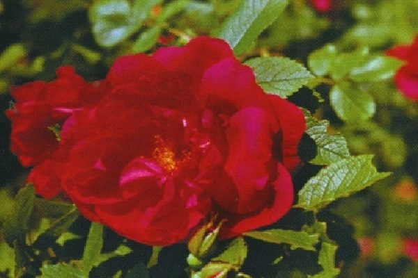 rose wrinkled varieties