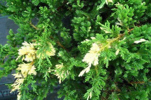 Juniper Expansa Variegat