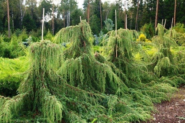 Common juniper: photo and description of varieties
