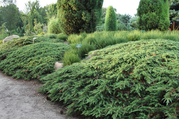 Common juniper: photo and description of varieties