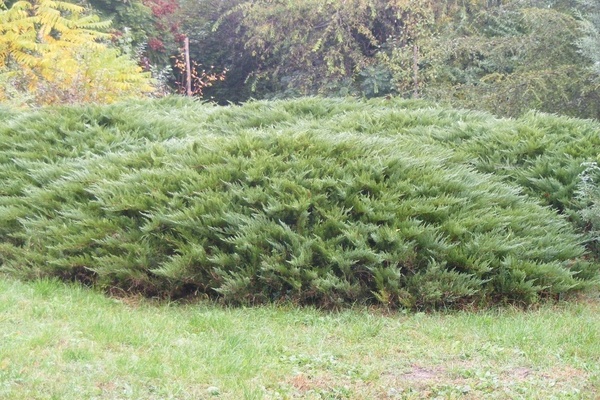 Tamariscifolia juniper: foto di laman web