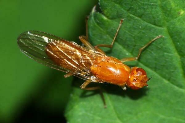 carrot fly