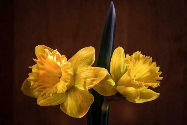 Daffodil: varieti, asal