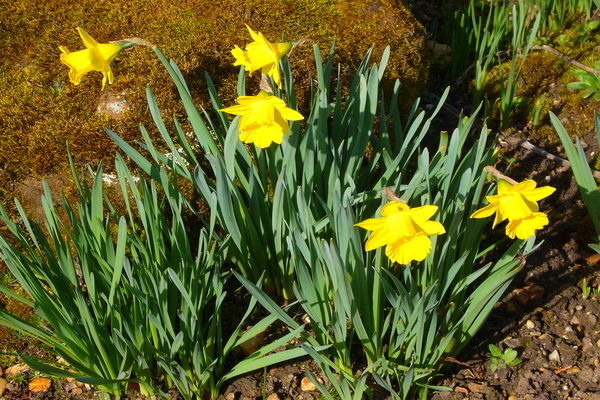 Daffodil tubular: varieti, keterangan