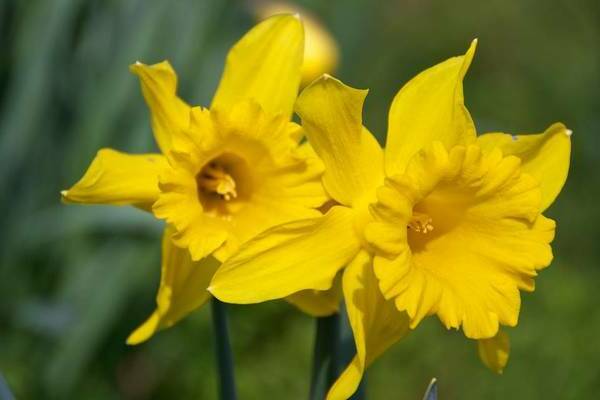 Daffodil tubular: varieti, keterangan