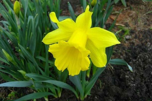 Daffodil tubular: varieti, keterangan