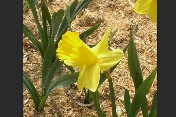 Jonquilles tubulaires: variétés, description