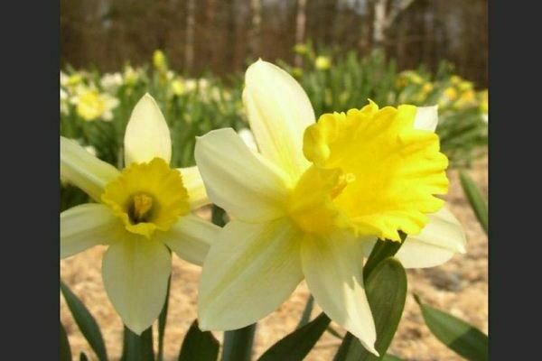 Daffodil tubular: varieti, keterangan