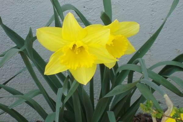 Daffodil tubular: varieti, keterangan