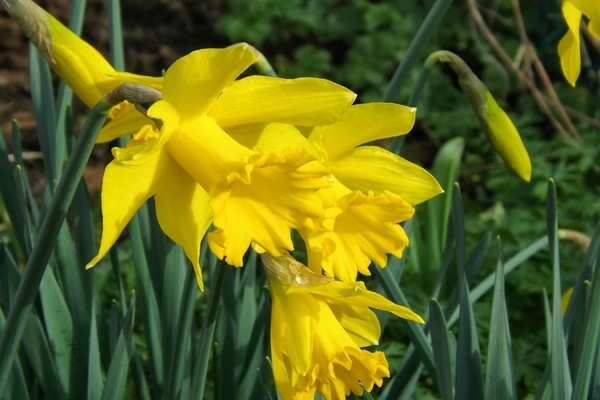 Jonquilles tubulaires: variétés, description