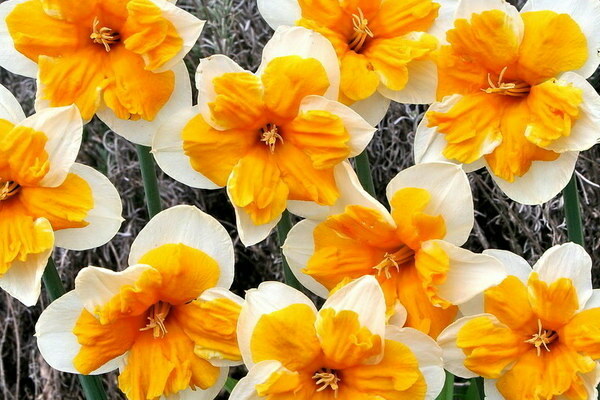 Daffodil kuning: varieti dengan foto