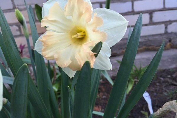 Daffodil kuning: varieti dengan foto