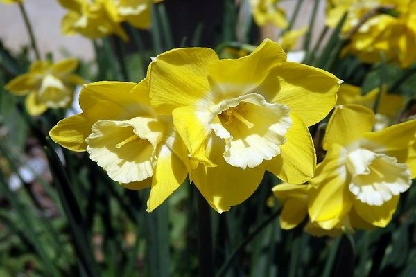 Daffodil kuning: varieti dengan foto