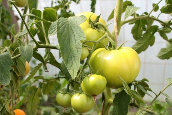 why + tomatoes don't ripen + in the greenhouse
