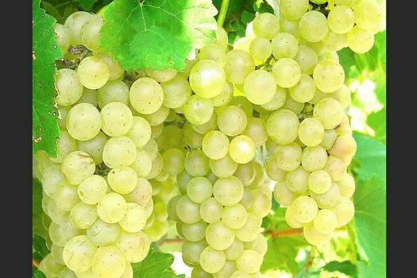 Popular uncovered grape varieties