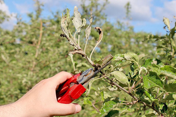 pruning apple trees